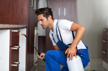 Quality Pest Control Services in New York 